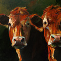 Two Limousins